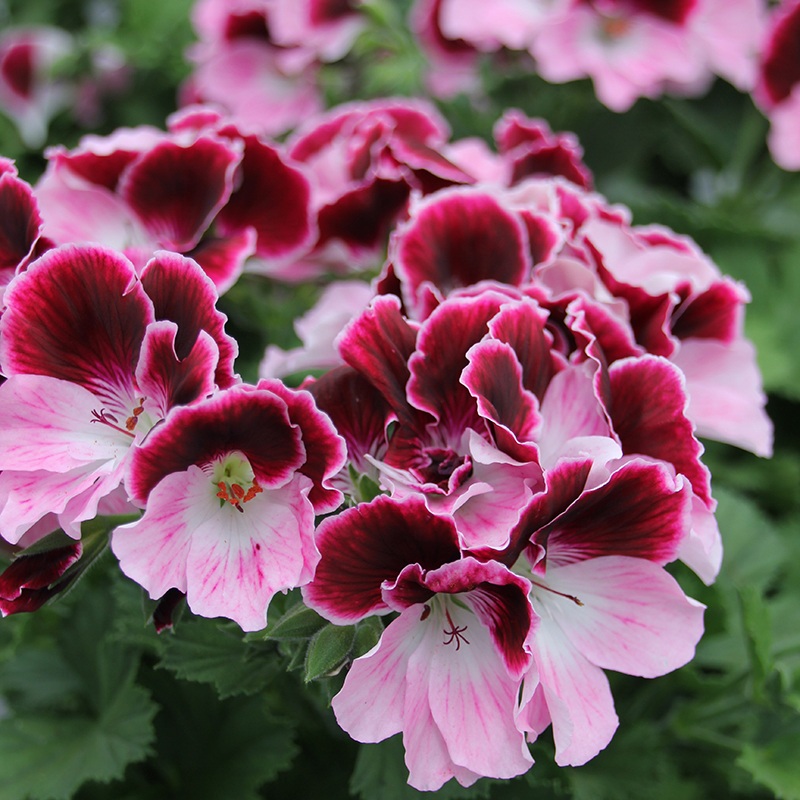 Pelargonium Elegance plant from Mr Fothergills