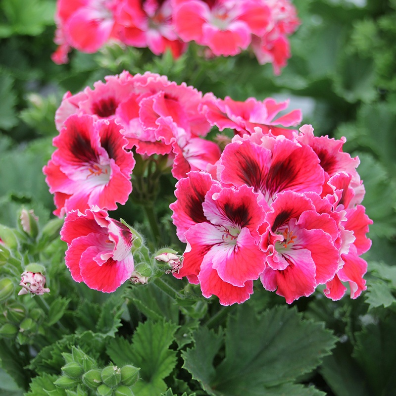 Pelargonium Elegance Flower Plant Collection From Mr