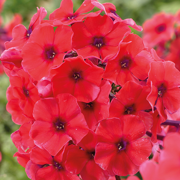 Phlox Tequila Sunrise Plants from Mr Fothergill's Seeds and Plants