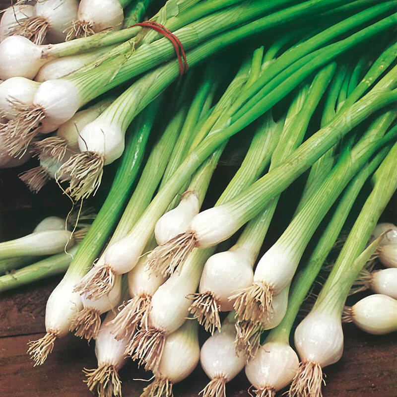 Spring Onion White Lisbon Plants from Mr Fothergill�s