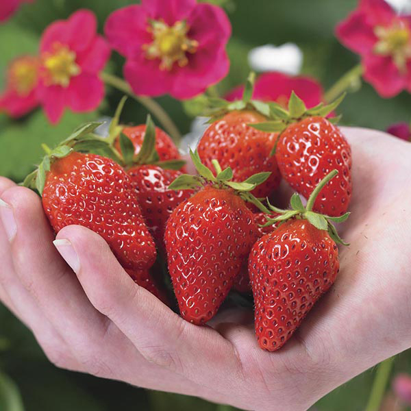 Strawberry Toscana F1 Plants & EasiPlant Hanging Baskets