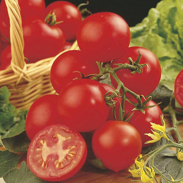 Tomato (Grafted Standard) Shirley Plants from Mr Fothergill's Seeds and