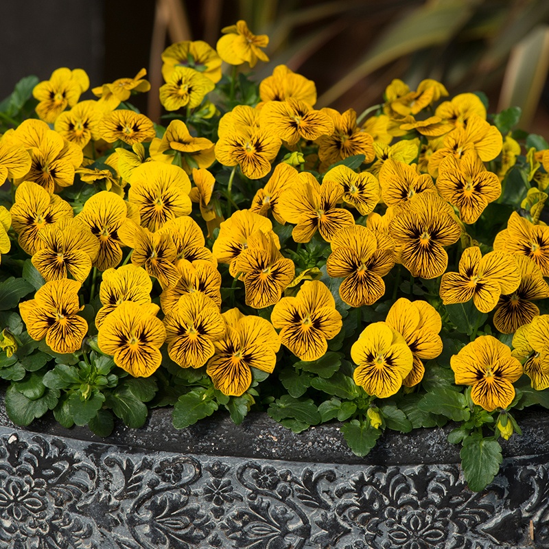 Viola Sorbet Tiger Eye F1 Plants from D.T.Brown