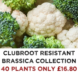Clubroot Resistant Brassica Plant Collection