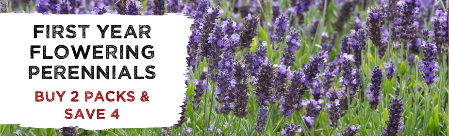 First Year Flowering Perennials