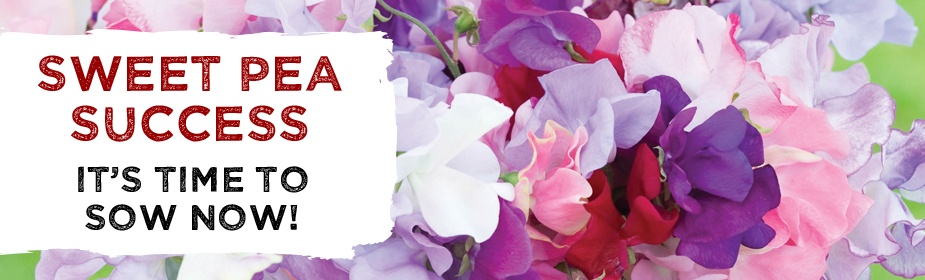 Sweet Pea Seeds