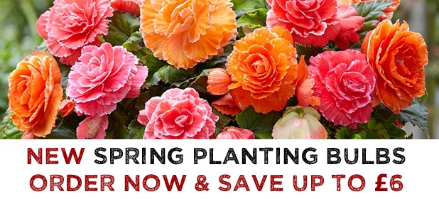 Spring Planting Bulbs