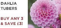 Mr F Special Offer – Buy ANY 3 Dahlia Tubers and SAVE £3!