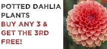 MRF Special Offer - Buy Any 3 Potted Dahlia Plants & Get The 3rd Plant FREE!