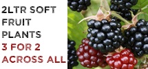 Mr F Special Offer – Buy any three x 2 litre soft fruit plants and get the CHEAPEST FREE! Add all packs to your basket at full price - you will receive your discount when you checkout.