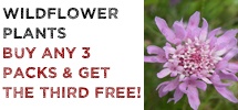 Mr F Special Offer - Buy ANY 3 packs of Wildflower Plants and get the 3rd pack FREE!