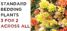 Mr F Special Offer – Buy ANY 3 or more packs of Standard Bedding Plants and get the Cheapest Pack Free