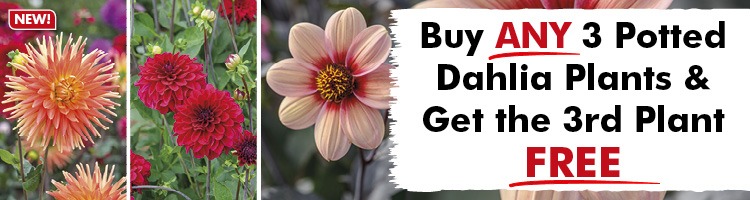Dahlia Plants and Tubers