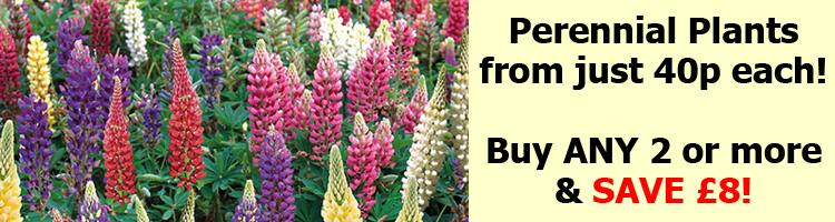 Garden Ready Plug Plants