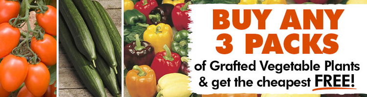 Grafted Vegetable Plants