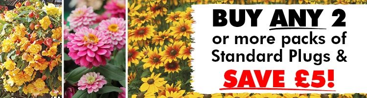 Standard Plug Plants