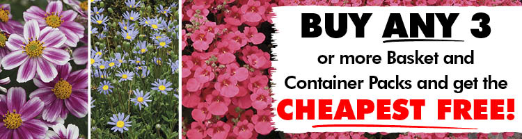 Basket and Container Companions