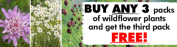 Wildflower Plant Varieties