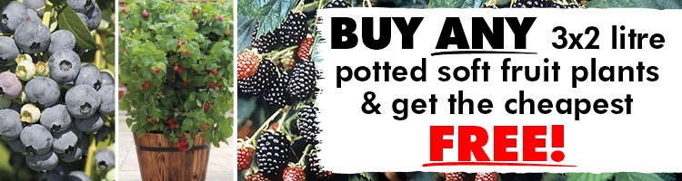 Berry Plants