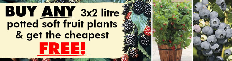 Garden Ready Potted Soft Fruit Plants
