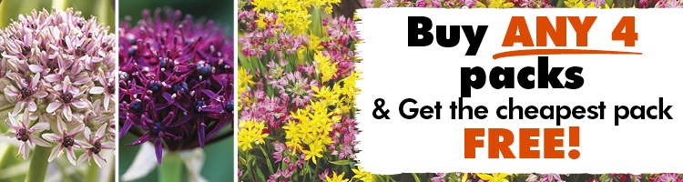 Alliums Bulbs