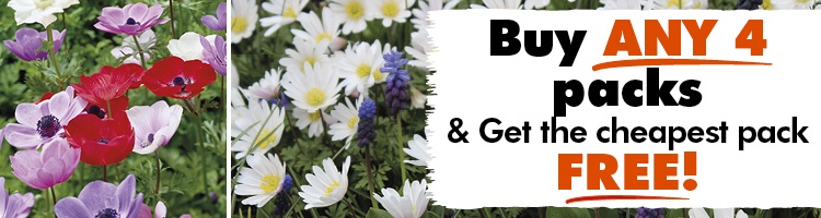 Anemone Bulbs