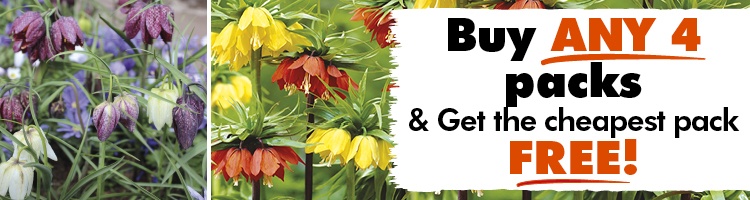 Fritillaria Bulbs