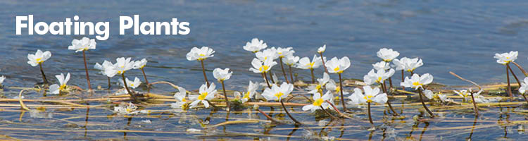 Floating Plants