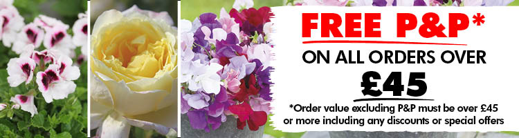 Fragrant Plant Varieties