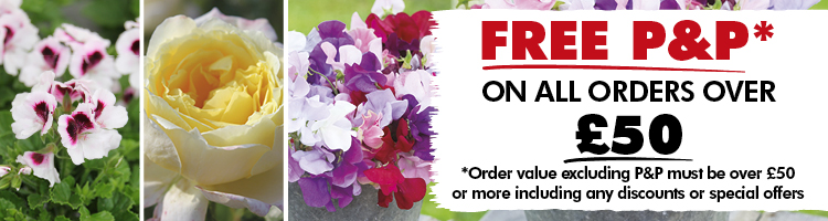 Fragrant Plant Varieties