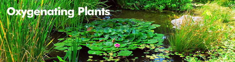 Oxygenating Plants