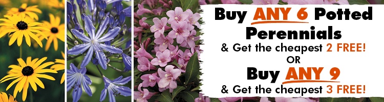 Potted Perennial Plants