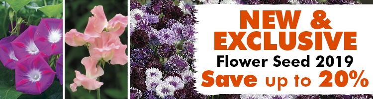 New and Exclusive Flower Seeds
